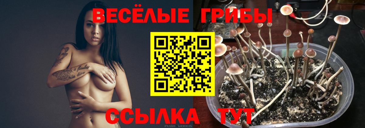 Псилоцибиновые грибы Psilocybe Полевской
